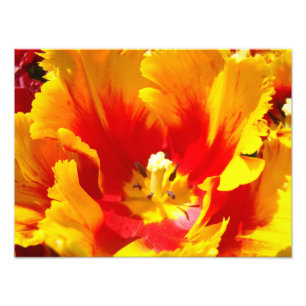 Photographie de nature Rouge Jaune Impression d'ar