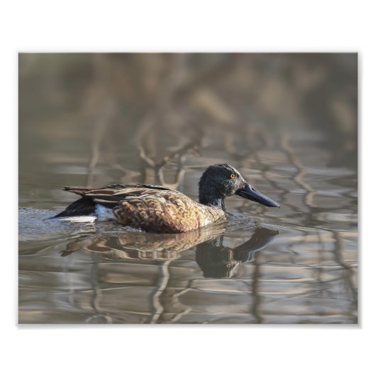 Photographie de Northern Shoveler (Devant)