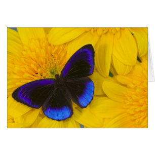 Photographie de papillon