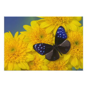 Photographie de papillon