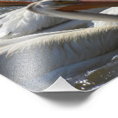 Photographie de Pélicans blancs américains (Coin)