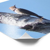 Photographie de PicFlicker du Nord (Coin)