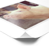 Photographie de Piglet (Coin)