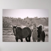 Photographie de poster de cheval (Devant)
