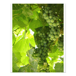 Photographie de raisins ombragés