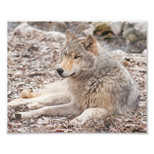 Photographie de repos du loup de bois Imprimer (Devant)