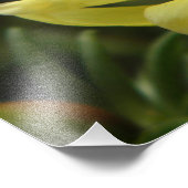 Photographie de rose jaune (Coin)