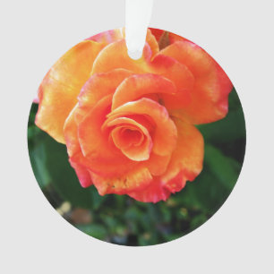 Photographie de rose orange vibrante