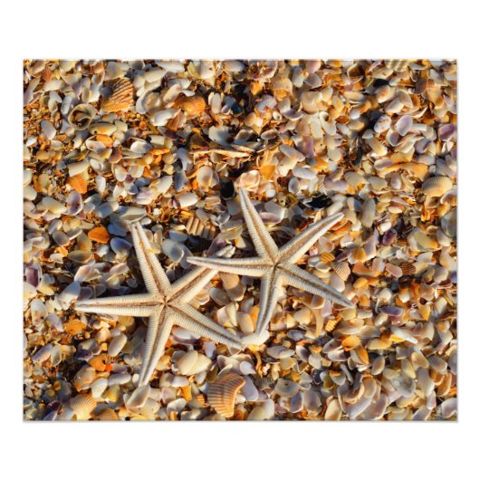 Photographie de Starfish and Seashells (Devant)