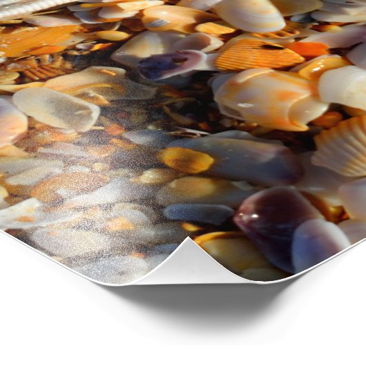 Photographie de Starfish and Seashells (Coin)