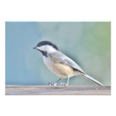 Photographie de Tchickadee (Devant)