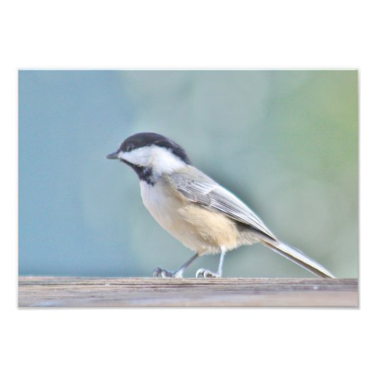 Photographie de Tchickadee (Devant)