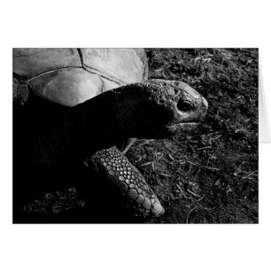 Photographie de tortue en noir et blanc