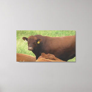 Photographie de vache du Midwest sur toile encadré