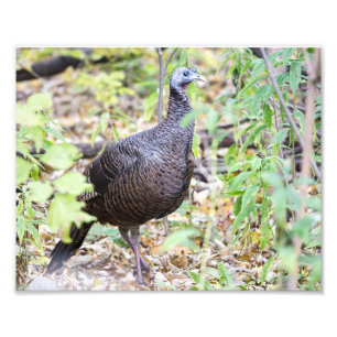 Photographie de Wild Turkey