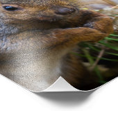 Photographie d'écureuil (Coin)