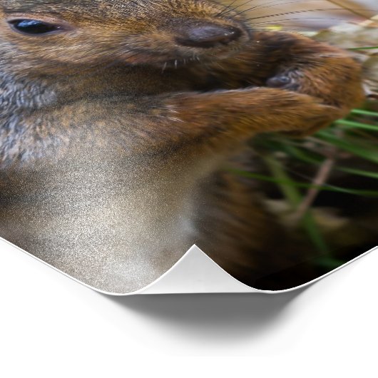 Photographie d'écureuil (Coin)