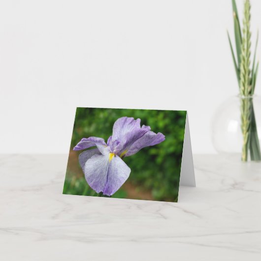 Photographie d'Iris Japonais en Fleur (Devant)