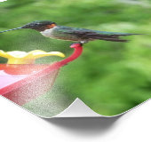 Photographie d'oiseau de colibri à gorge rubis (Coin)