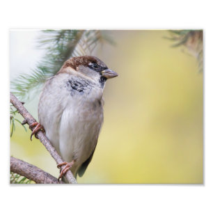 Photographie d'Oiseau du Bruant