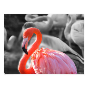 Photographie d'oiseaux Flamants roses