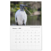 Photographie d'oiseaux par Tom Spine, Calendrier 2 (Feb 2026)