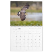 Photographie d'oiseaux par Tom Spine, Calendrier 2 (Jan 2026)