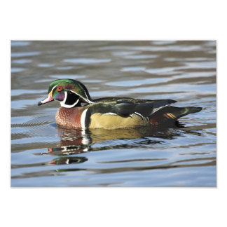 Photographie du canard à bois