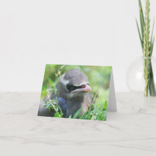 Photographie d'un bébé jaseur cendré