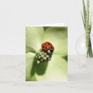 Photographie d'une coccinelle sur une fleur de cor