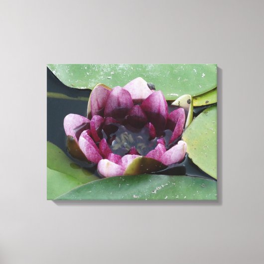 Photographie en lotus violet à impression unique (Recto)