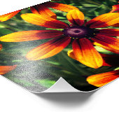 Photographie florale Kodak Professional (Coin)