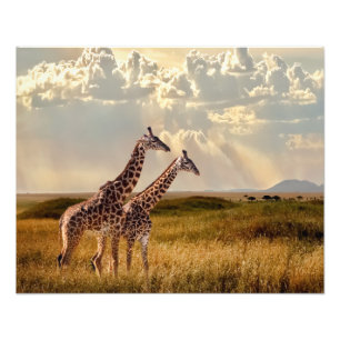 Photographie - Giraffe