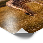 Photographie - Giraffe (Coin)
