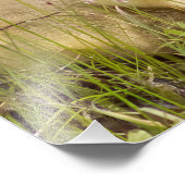 Photographie Gosling Imprimer (Coin)