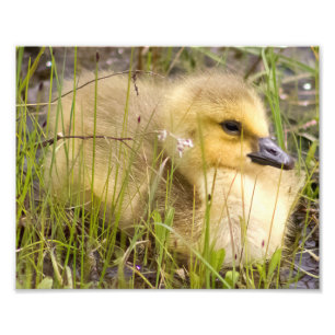 Photographie Gosling Imprimer