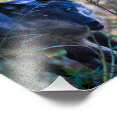 Photographie Grey Wolf Imprimer (Coin)