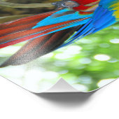 Photographie haute définition Scarlet Macaw (Coin)