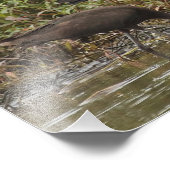 Photographie Ibis brillante (Coin)