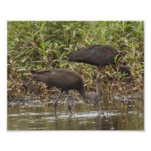 Photographie Ibis brillante