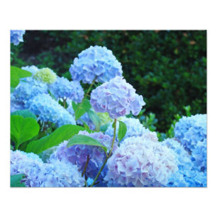 Photographie Impressions d'art décoratif floral Hy