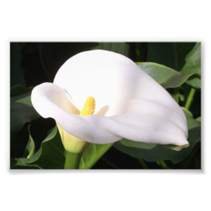 Photographie Imprimer Cala Lily