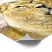 PHOTOGRAPHIE LION mâle et femelle POSTER (Coin)