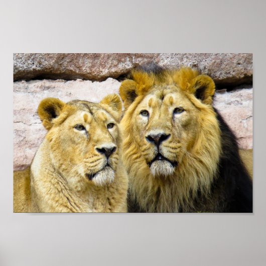 PHOTOGRAPHIE LION mâle et femelle POSTER (Devant)