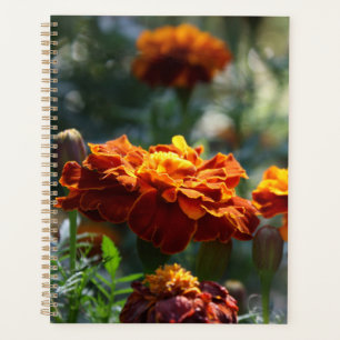 Photographie Macro Marigolds brillante