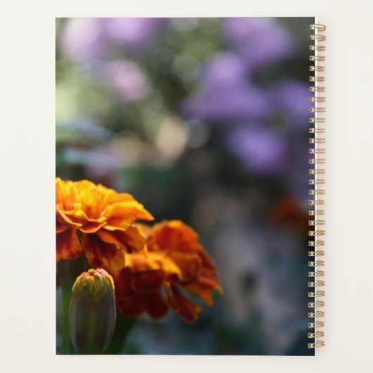 Photographie Macro Marigolds brillante (Dos)