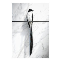 Photographie minimaliste d'oiseau sur fil