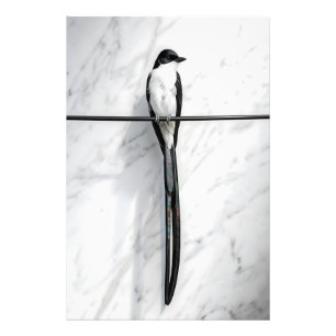 Photographie minimaliste d'oiseau sur fil