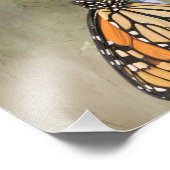 Photographie Monarch Papillon Imprimer (Coin)