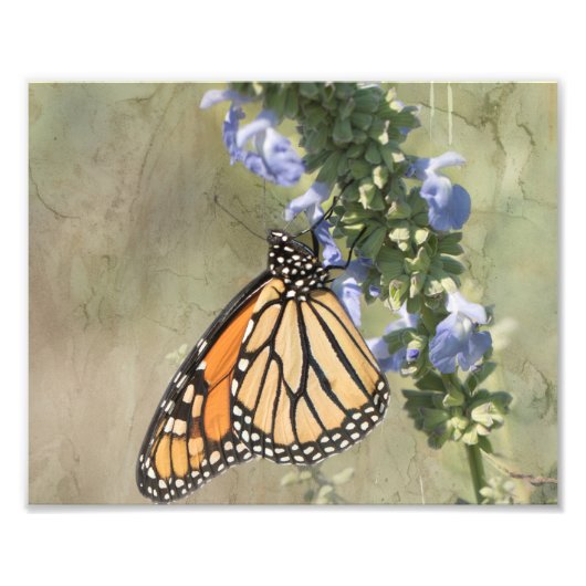 Photographie Monarch Papillon Imprimer (Devant)